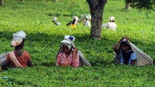 Female garden workers picking tea