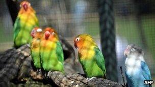 File picture of parakeets 26 March, 2012
