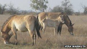 Przewalski’s horses, the closest wild relatives of the domestic horse