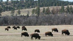 bison in Custer State Park, South Dakota