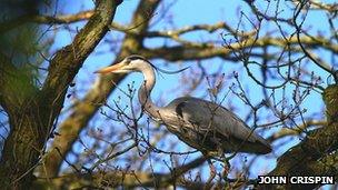 Heron in tree at Swell wood