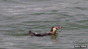 Still from footage reportedly showing the one-year-old Humboldt penguin in Tokyo Bay. Photo: 7 May 2012
