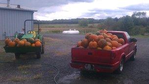 Locally grown pumpkins destined for markets sourced by Blue Ridge Produce