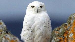 A snowy owl