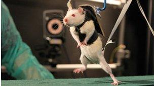 Paralysed rat walking