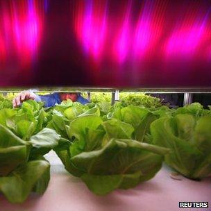 Lettuces growing in computer-controlled greenhouse in China