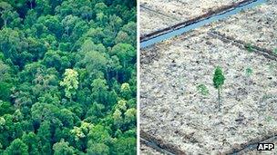Before and after image of Sumatran forest cleared for palm oil plantation