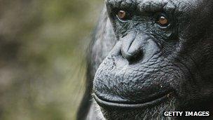 Ageing chimpanzee