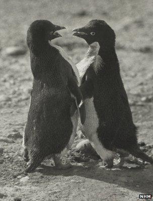 Image of adelie penguins taken by George Levick (Image: Natural History Museum)