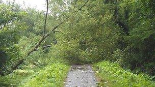 Fallen tree on the Taff Trail in Cardiff