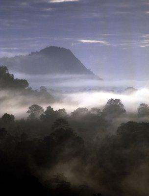 Mist covers a tropical forest (Image: BBC)