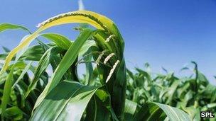 Genetically modified (GM) maize plants