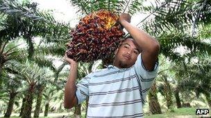 A worker carrying palm oil fruit