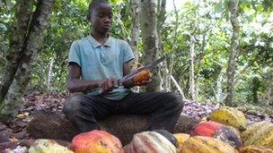 A boy working on a cocoa farm