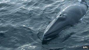 Minke whale poking its head out of the water (file photo)