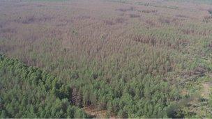 Forest in Chernobyl's exclusion zone