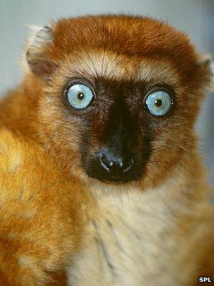 Blue-eyed black lemur