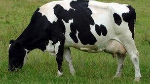 Cow generic