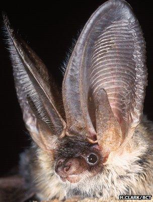 Grey long-eared bat (Image: Hugh Clark/Bat Conservation Trust)