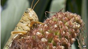 A grasshopper sits on a drought-damaged ear of corn near Council Bluffs, Iowa