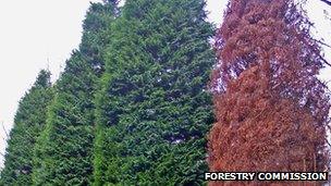 Tree on the right killed by Phytophthora lateralis (Image: Forestry Commission)