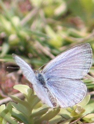 Pale grass blue butterfly