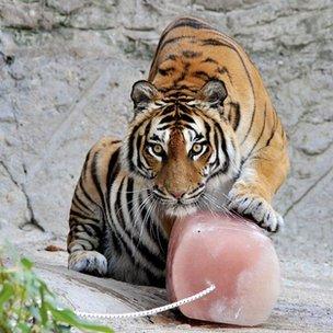 Tiger with iced meat at Rome zoo