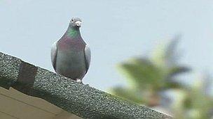 Racing pigeon