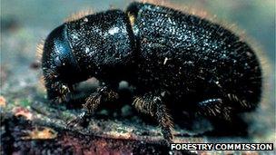 Adult great spruce bark beetle (Image: Forestry Commission)