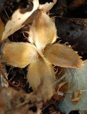 Beech nut case on woodland floor (Image: BBC)