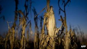 Damaged corn in a field in Oakland City, Indiana
