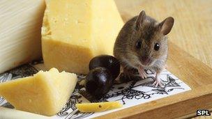 Mouse on cheese board