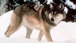 Wyoming wolf file pic