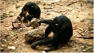 Chimps using tools