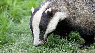 Badger