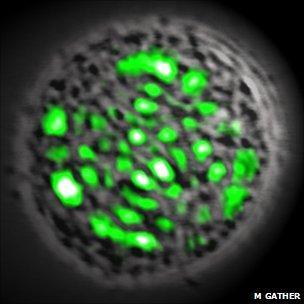 Cell emitting laser light