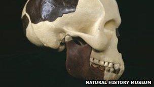 Reconstructed Piltdown Man skull