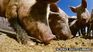 Kommentér Bekostning is Oregon farmer eaten by his pigs - BBC News