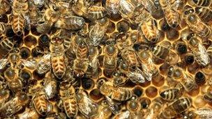 Honey bees in hive