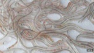 Glass eels (Image: Sustainable Eel Group)