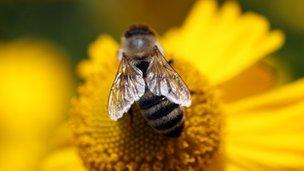 Honey bee feeding on a flower
