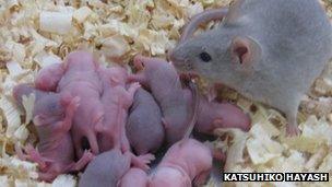 Newborn mice