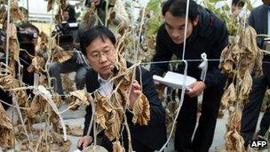 South Korean officials look at withered foliage in Gumi on 5 October 2012