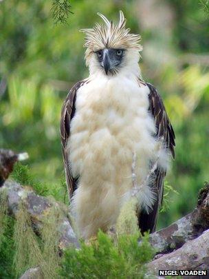 Phillippine eagle