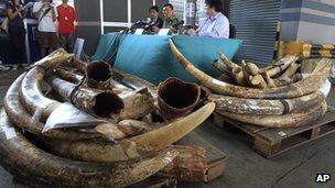 Hong Kong customs officials display the seized ivory tusks. Photo: 20 October 2012