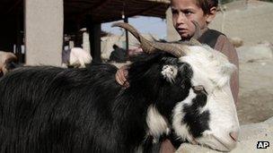 An Afghan child and a goat