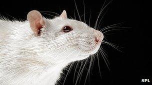 Lab rat