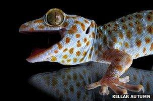 Gecko adhesion