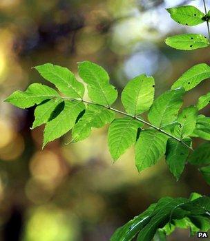 Ash leaf (Image: PA)