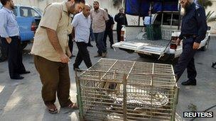 Palestinians look at a crocodile in a cage at a Hamas police station in the northern Gaza Strip